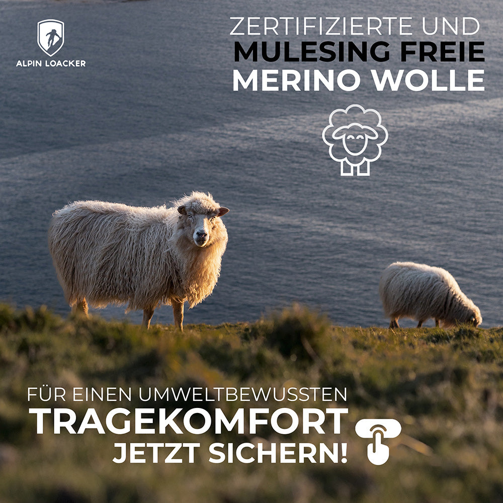 m2 aus zertifizierter, mulesingfreier Merinowolle mit zwei Schafen auf einer Wiese oberhalb eines Sees.